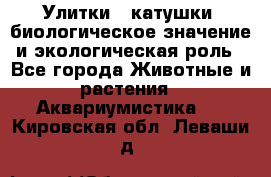 Улитки – катушки: биологическое значение и экологическая роль - Все города Животные и растения » Аквариумистика   . Кировская обл.,Леваши д.